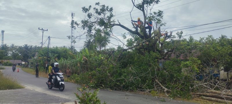 Potret petugas PLN Dabo saat merapikan dahan pohon yang mengenai kabel listrik. (Foto: Beritalingga/Yudiar)